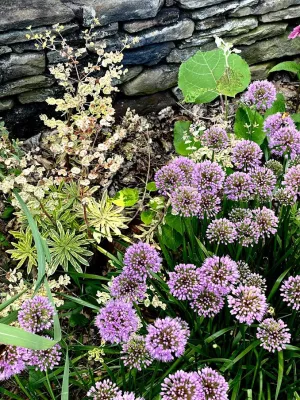 Allium  'Millenium'