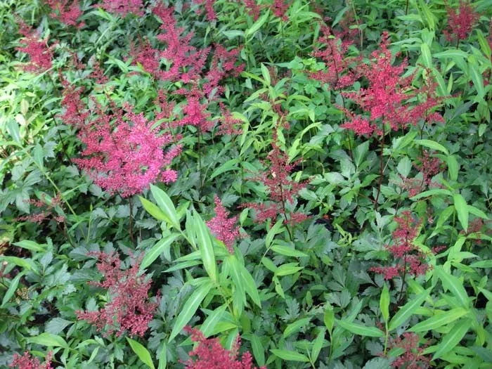 Astilbe japonica FANAL