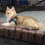 Easy Fit Liberta Light Blue Harness with No Escape Adjustable Closure