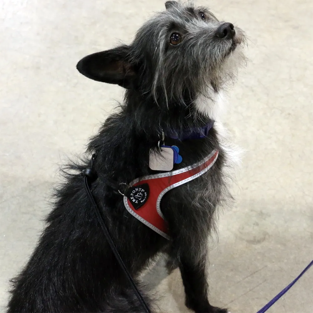 Easy Fit Liberta Light Blue Harness with No Escape Adjustable Closure