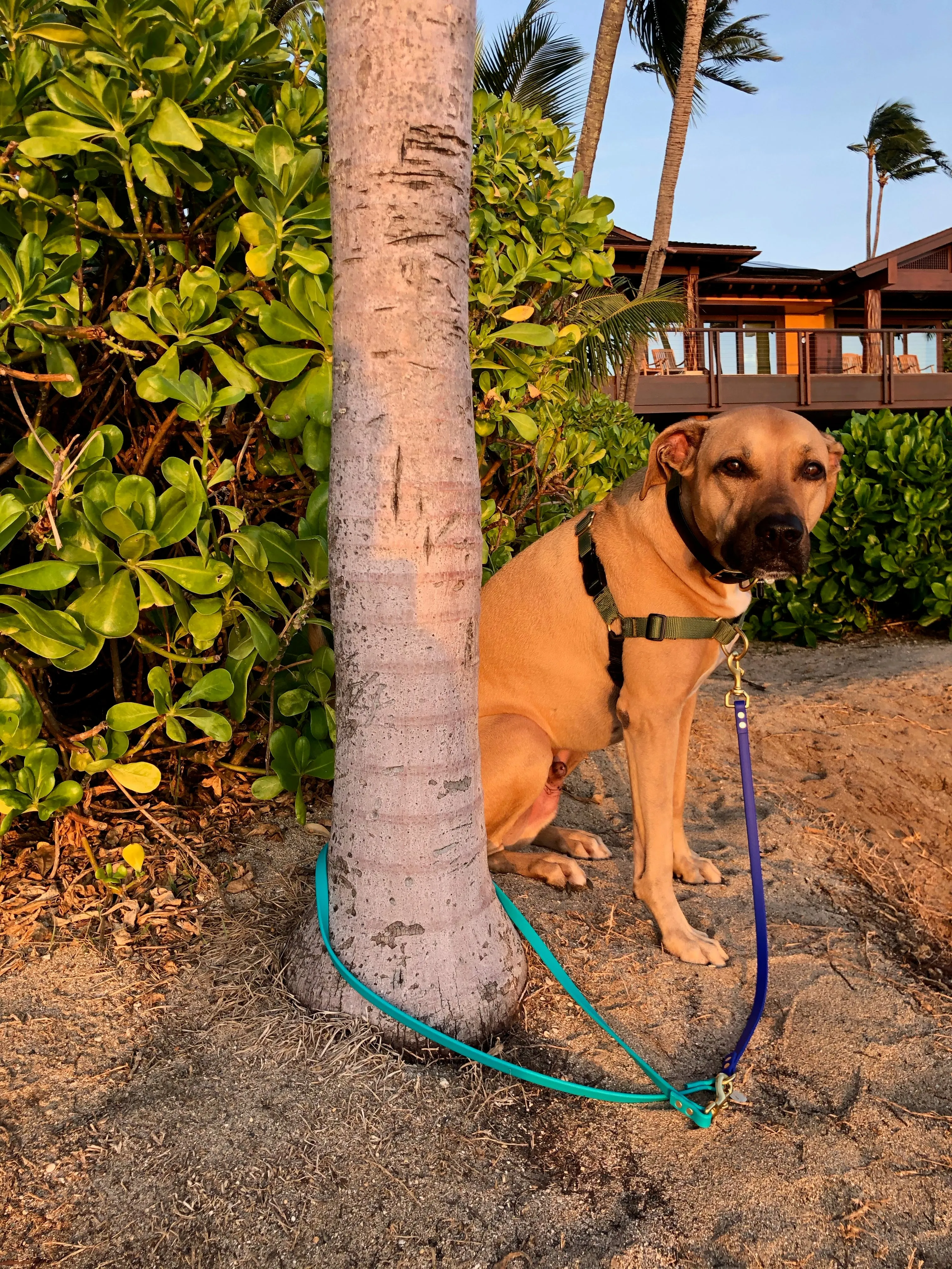 Multi-Way Waterproof Leash: Teal   Royal   Brass