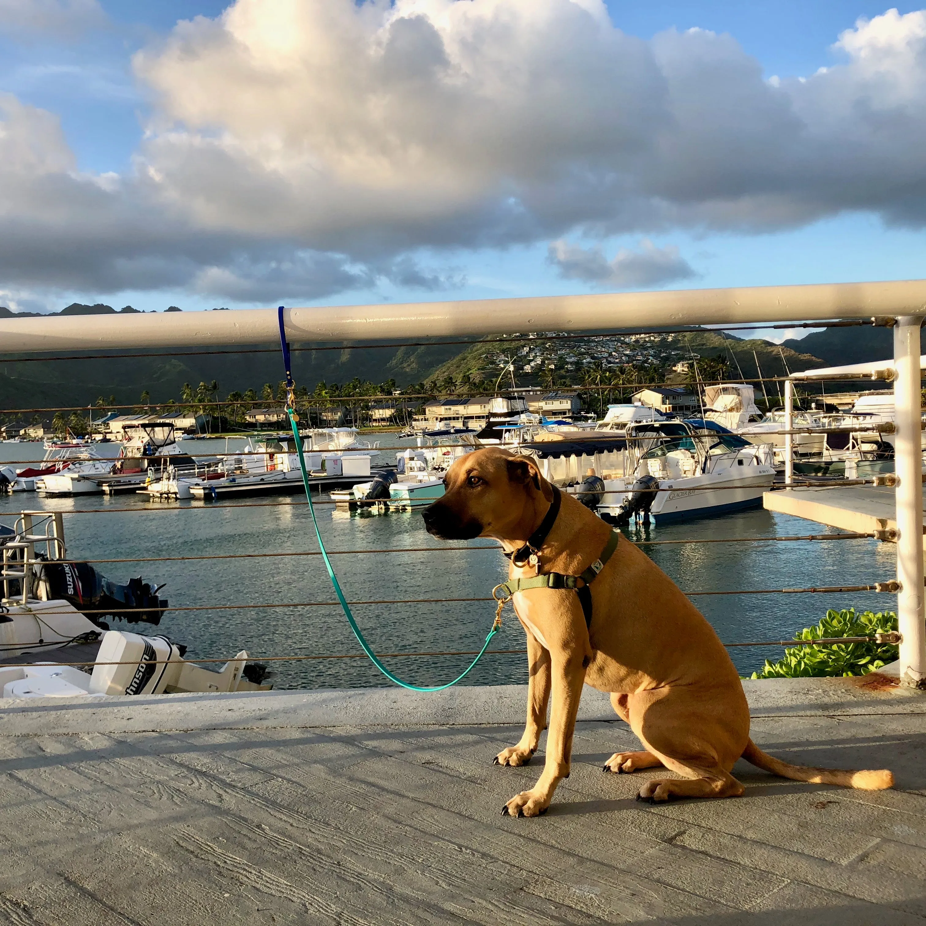 Multi-Way Waterproof Leash: Teal   Royal   Brass