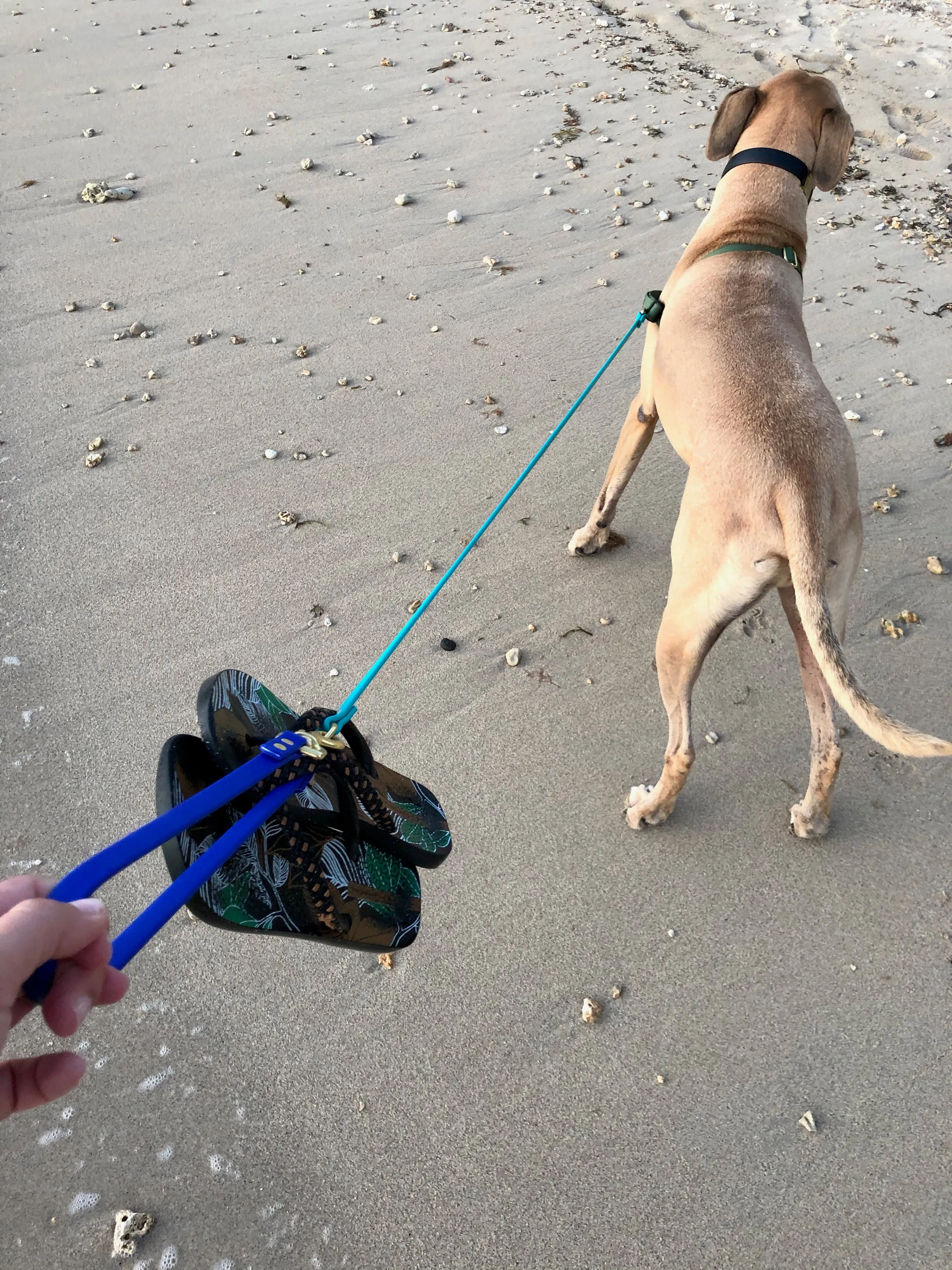 Multi-Way Waterproof Leash: Teal   Royal   Brass